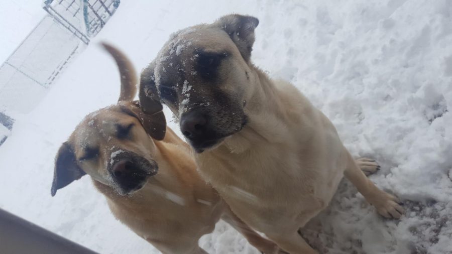 Its ruff out there for animals, too. These pups are looking to come indoors. Snow started falling heavier after lunch.