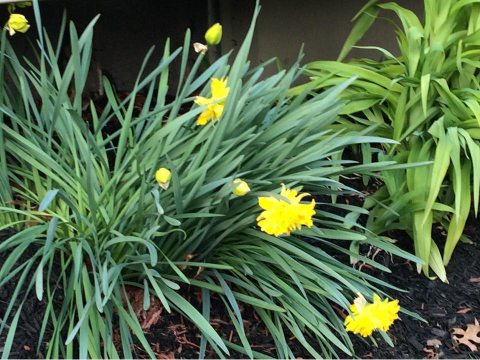 Daffodils start to bloom in Emerson, NJ. This is just one of the many flowers in the area. Recent rain and warmer temperatures will help flowers like this grow during springtime.