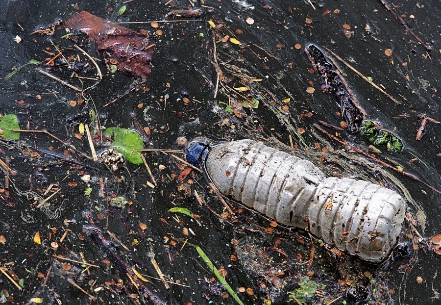 Some online research says ocean animals are the most likely to die from litter.