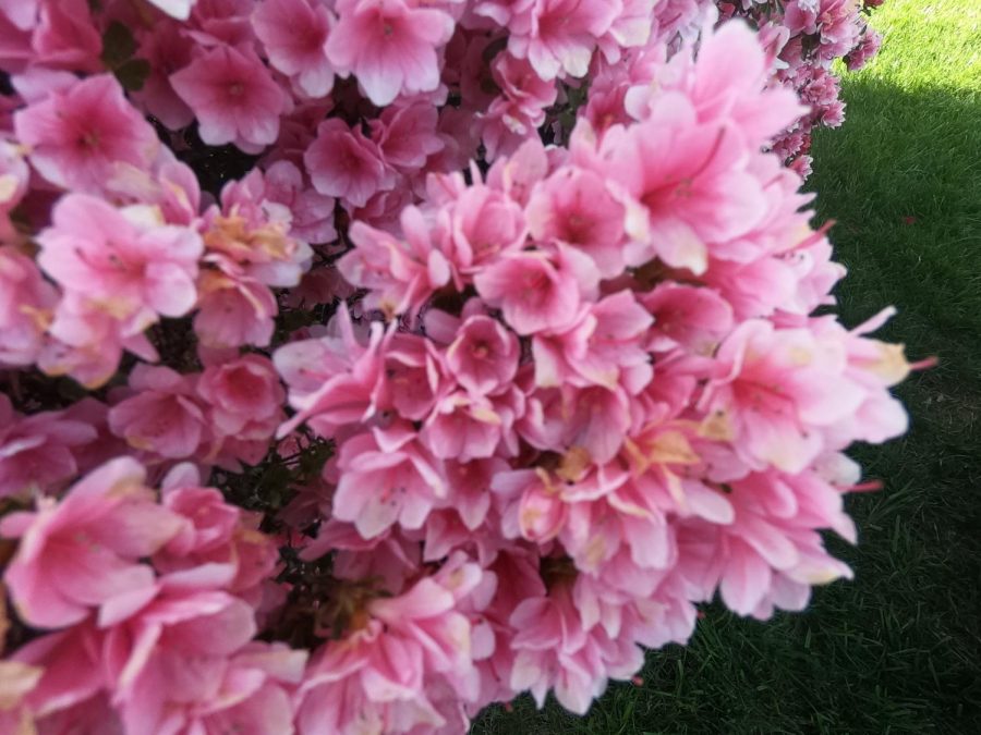 This is a picture of a fully bloomed flower growing on a bush. This was taken in Emerson on a sunny day. This represents spring because the flowers are all blooming in the spring.