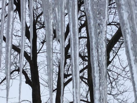 Water dripping from the trees in this backyard formed huge icicles.
