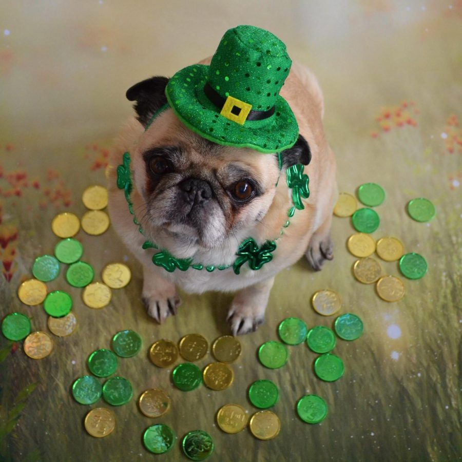 Some people choose to celebrate St. Patricks Day by dressing up their pets.
