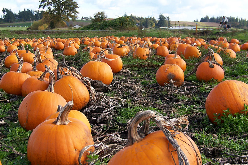 Troop 97609 plans to visit a pumpkin patch, like this one, during their October field trip.