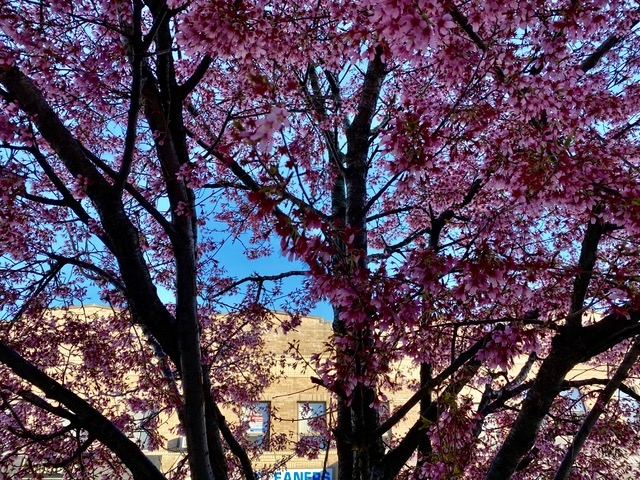 Cherry blossom trees bloom in downtown Westwood, New Jersey, as a sign of springtime. 