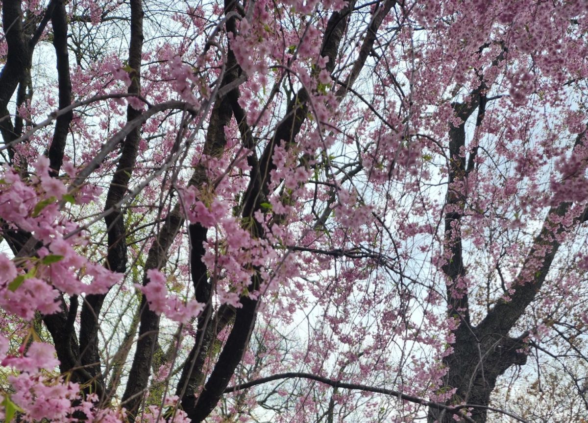One sign of spring ... cherry blossoms in Branch Brook Park, Newark, New Jersey.
