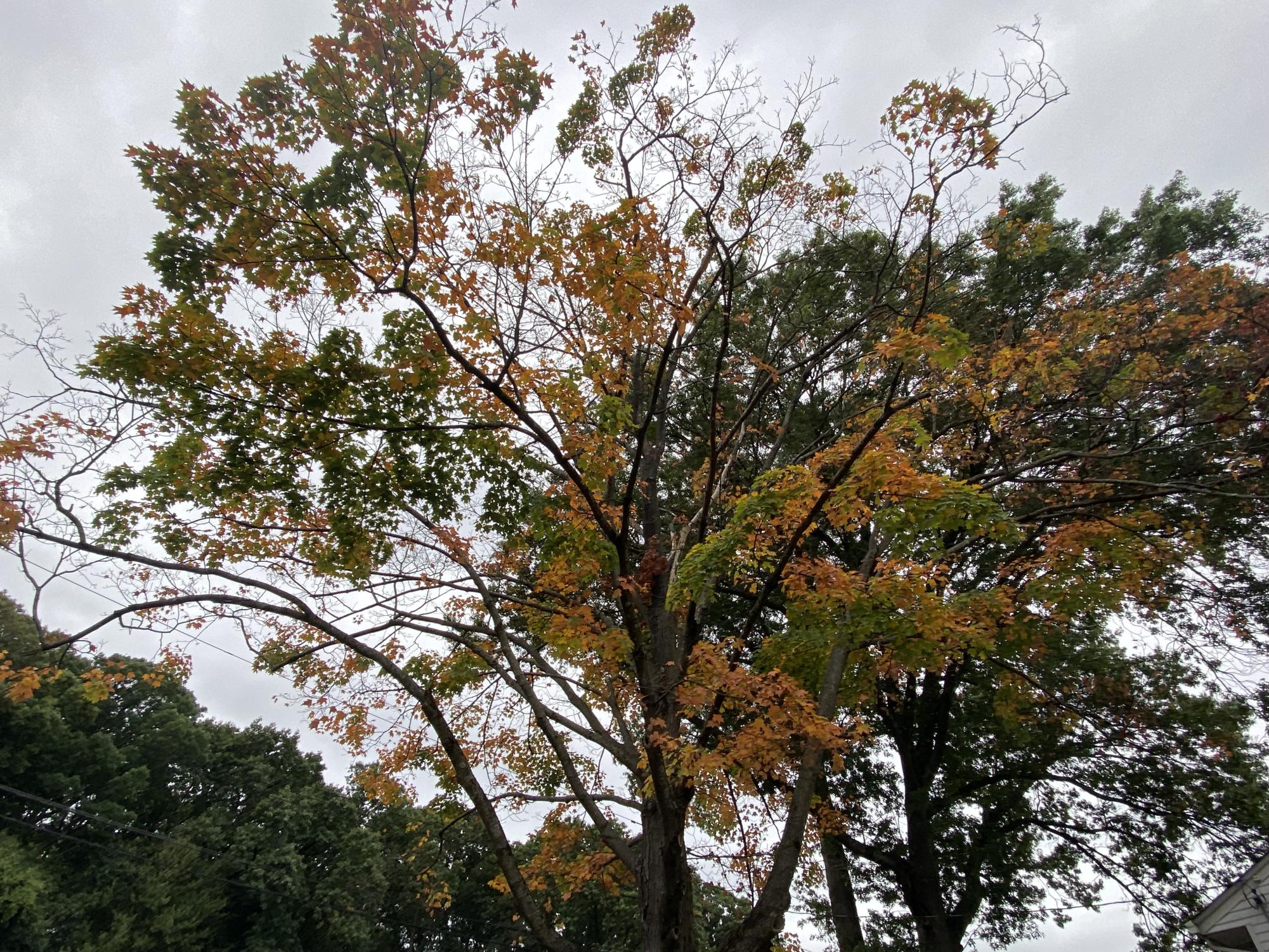 This tree in this photo is starting to lose its leaves and change into beautiful colors like yellow and orange.
