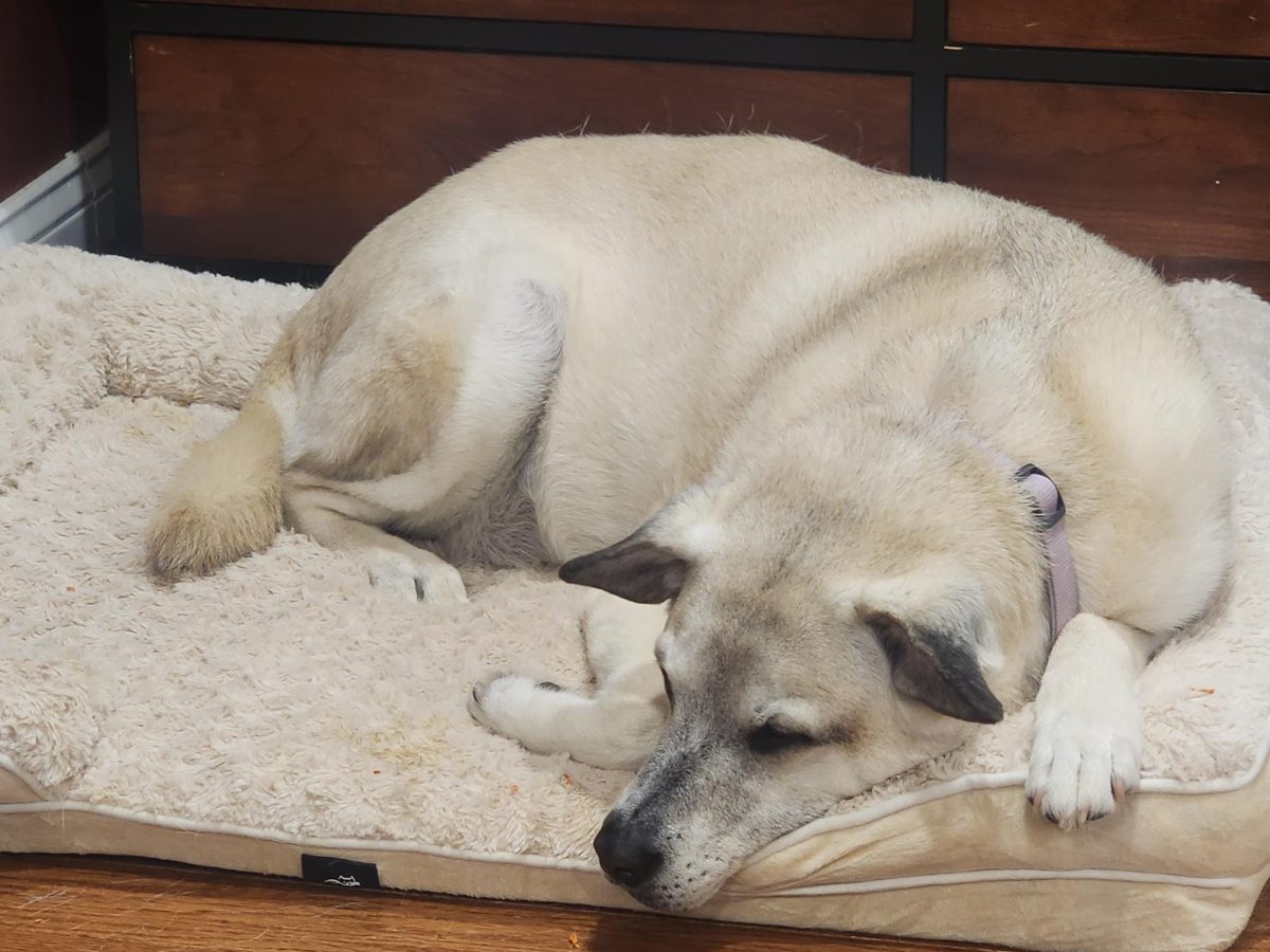 There are about 90 million pet dogs in the United States and about 74 million pet cats according to the American Veterinary Medical Association online.