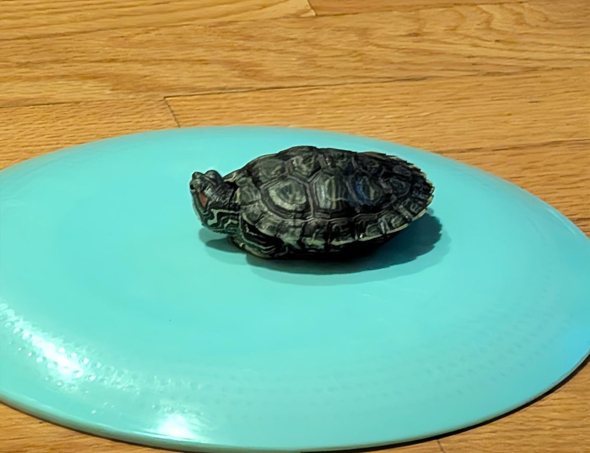 Master Turtle is a welcomed addition in the Fang family home.