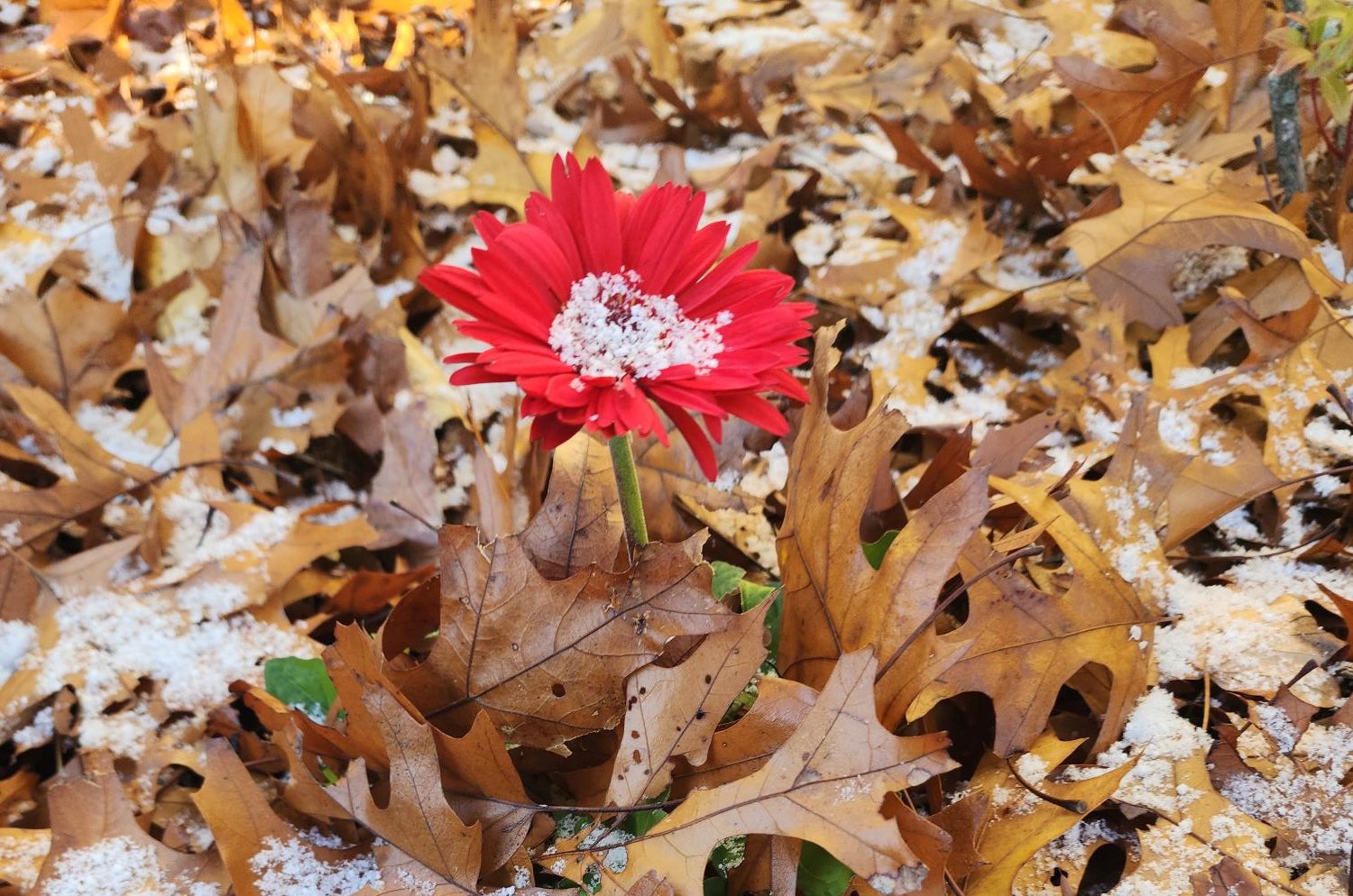 A flower pushes through the last bits of snow, showing that spring, and spring break, is here.